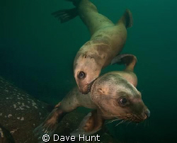 A couple juvenile sea lions come in for a close look.  Ho... by Dave Hunt 